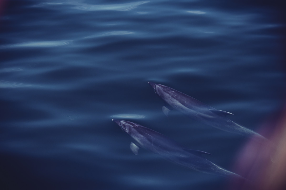 Delfine schwimmen knapp unter der Wasseroberfläche im Meer