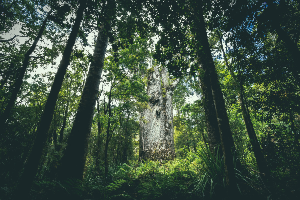 Weißer Kauri-Baum zwischen schwarzen Baumstämmen