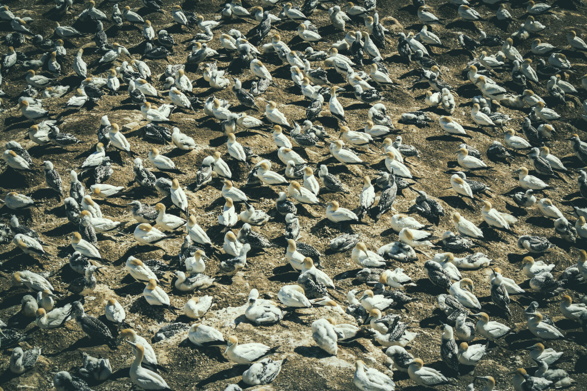 Basstölpel-Kolonie auf Felsen