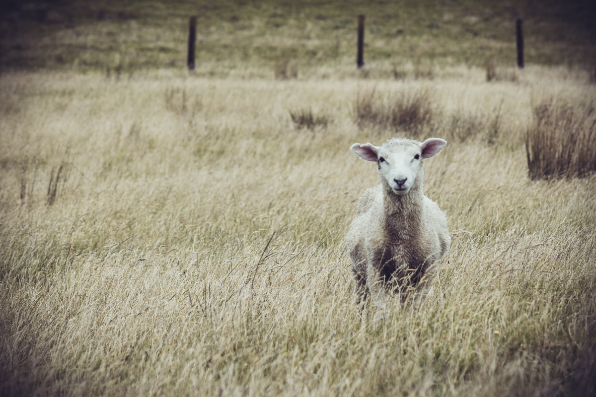 Schaf steht in Weidelandschaft