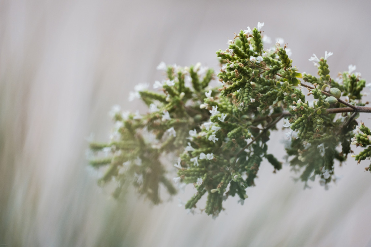 Knospen von grüner Pflanze mit weißen Blüten