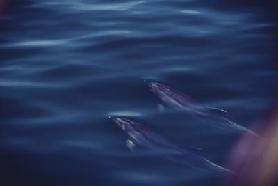 Delfine schwimmen knapp unter der Wasseroberfläche im Meer