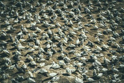 Basstölpel-Kolonie auf Felsen