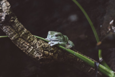 Grüner Frosch sitzt lächelnd auf Ast